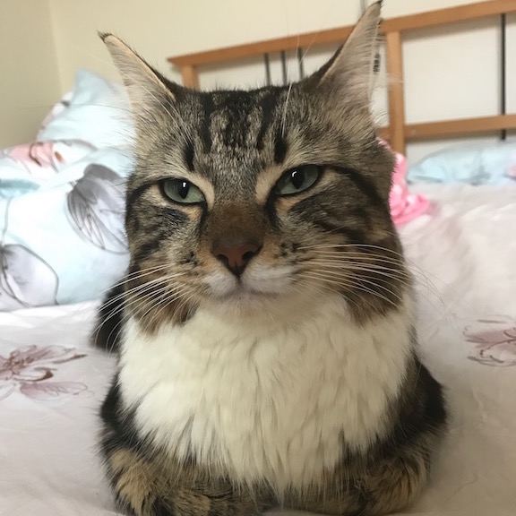 picture of my cat sitting on bed